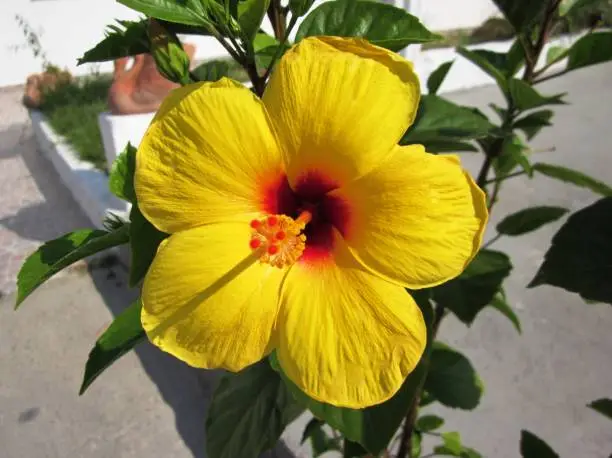 Bright yellow Hibiscus flower close-up was taken in Cambodia and amazes every time with its beauty.