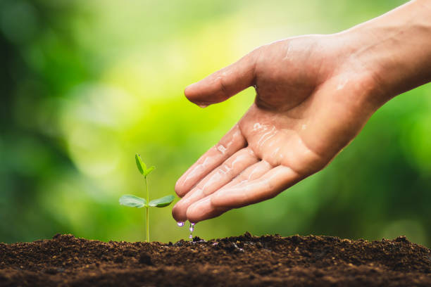 istock Seedling growth Planting trees Watering a tree Natural light 1059125712