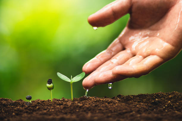 istock Seedling growth Planting trees Watering a tree Natural light 1059125740