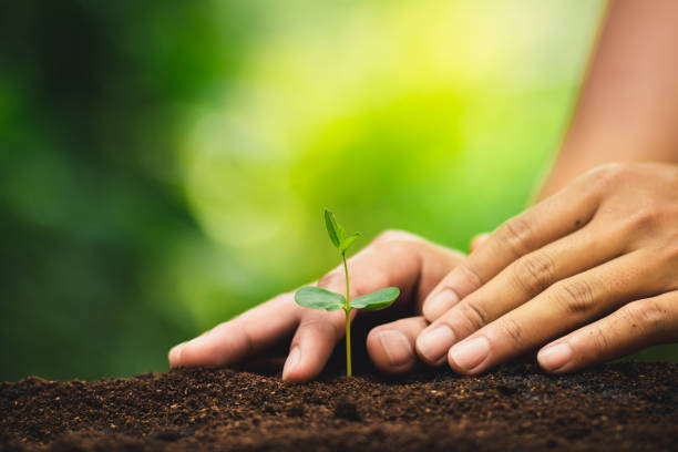 istock Seedling growth Planting trees Watering a tree Natural light 1059125788