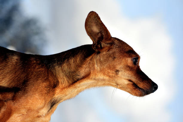 istock young dog on peculiar perspective 1059127890