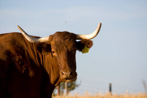 istock brown cows on a Alentejo landscape 1059130488