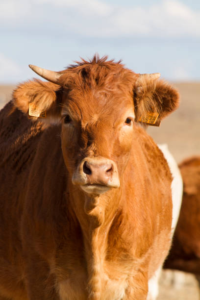 View of some brown cows on a Alentejo landscape.