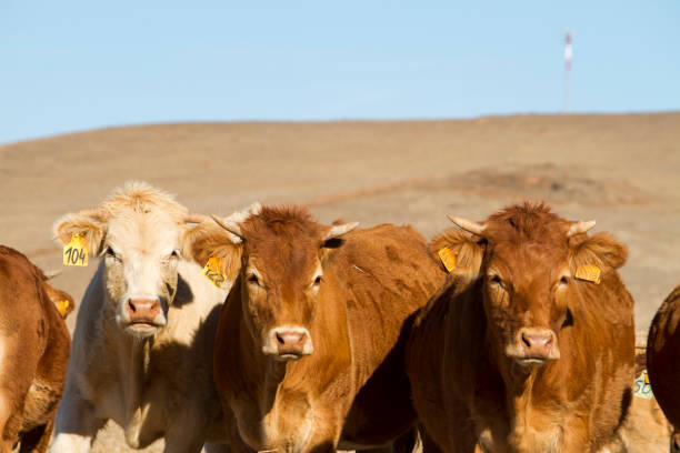 istock brown cows on a Alentejo landscape 1059130542
