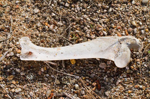 Close view of leg bone of a sheep on the ground.