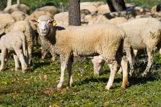 istock herd of white sheep 1059130766