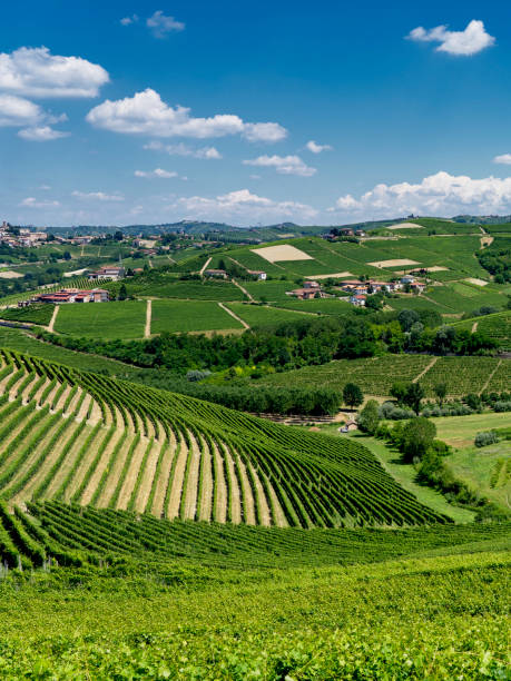 istock Vineyards near Barbaresco, Cuneo, in Langhe 1059132470