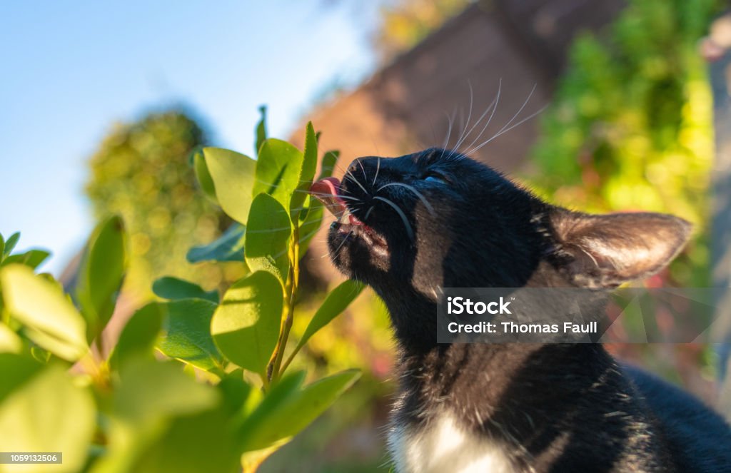 Strange Cat Behaviour Licking Dew Off A Leaf Stock Photo - Download Image  Now - Animal Behavior, Animal Body Part, Animal Head - iStock