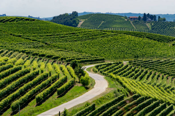 istock Vineyards near Barbaresco, Cuneo, in Langhe 1059132536