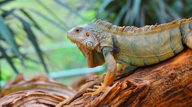 istock Common green iguana resting on a tree trunk in tropical environment 1059134716