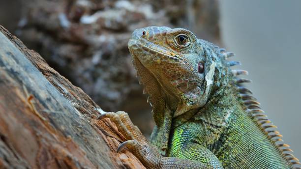 istock Common green iguana resting on a tree looking to the front 1059134724