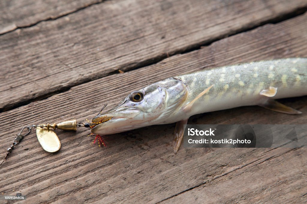 Close Up View Of Big Freshwater Pike With Fishing Bait In Mouth