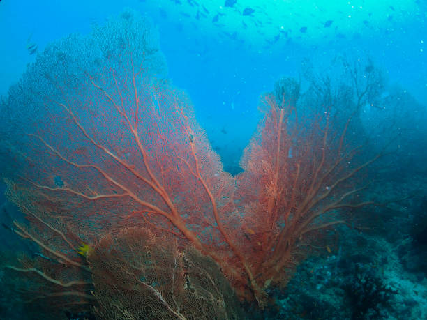 istock Large seafan and whip corals 1059137658