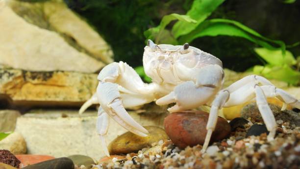 istock River crab Potamon sp. close-up in natural environment 1059140912