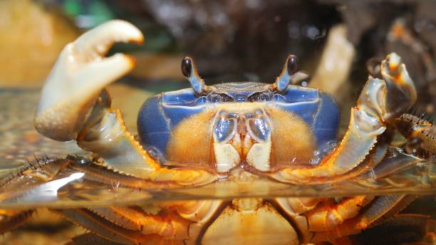 istock Rainbow crab Cardisoma armatum closeup in an aquarium 1059140928