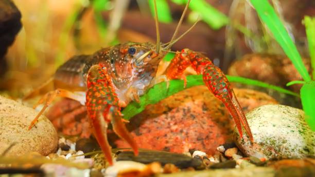 istock louisiana swamp crayfish Procambarus clarkii in a natural underwater environment 1059140940