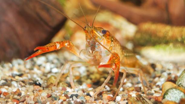 istock louisiana swamp crayfish Procambarus clarkii in a natural underwater environment 1059140956