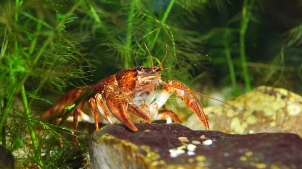 istock Narrow-clawed crayfish Astacus leptodactylus close-up. Red color morph 1059140964