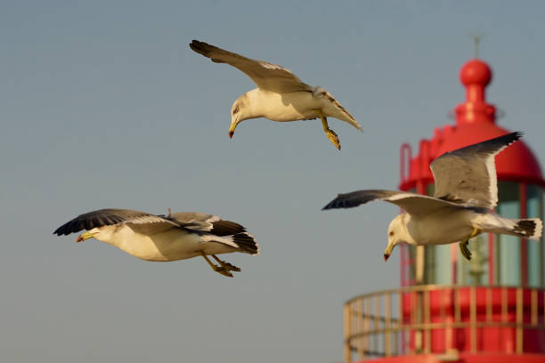 istock VH510 flying of seagulls 1059141176