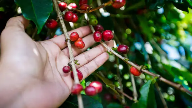 collecting coffee cherries, Gayo, Indonesia