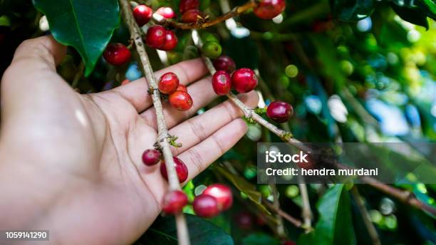Top products coffee bean - Europages