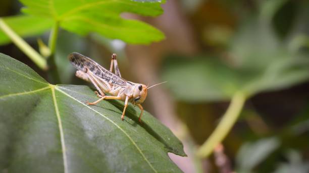 istock Locust grasshopper (Acrididae) sitting on a healthy green leaf in terrarium 1059144034