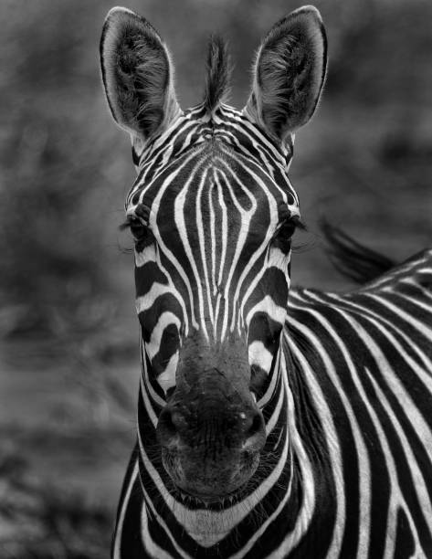 istock B&W Portrait of a Zebra 1059144078