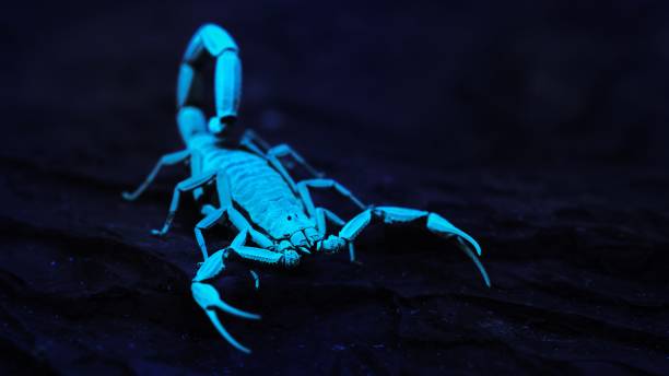 istock Bright blue scorpion Centruroides gracilis glowing under UV light over black background 1059144104