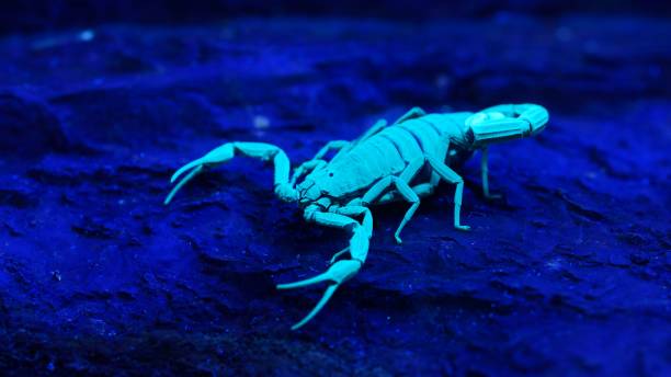 istock Bright blue scorpion Centruroides gracilis glowing under UV light over black background 1059144144
