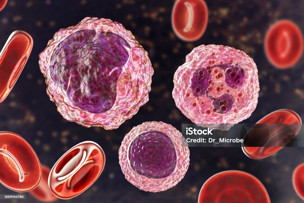Monocyte, lymphocyte and neutrophil surrounded by red blood cells Monocyte left , lymphocyte bottom middle and neutrophil right surrounded by red blood cells, 3D illustration Monocyte Stock Photo
