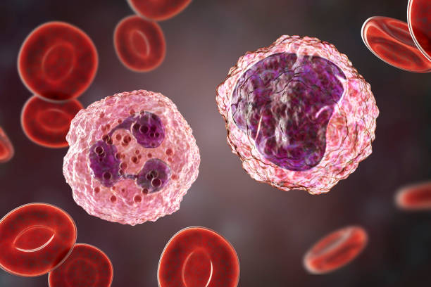 Monocyte and neutrophil surrounded by red blood cells Monocyte right and neutrophil left surrounded by red blood cells, 3D illustration white blood cell stock pictures, royalty-free photos & images