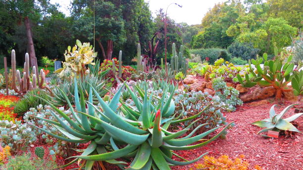 istock Gardening in Australia 1059146776