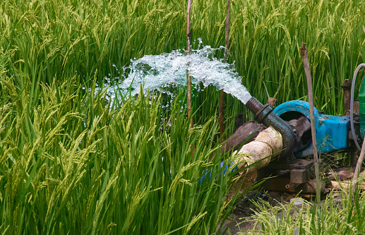 Scene of agricultural irrigation in a village of West Bengal