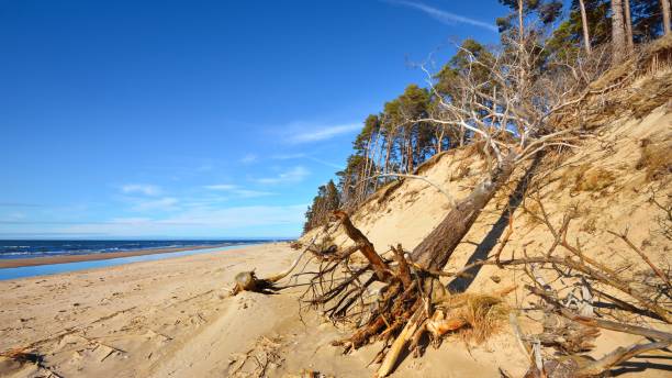 istock Baltic sand dunes with pine trees. Classical Baltic beach landscape. 1059147360