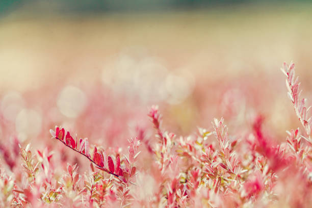 Branches of cranberry seedlings. Blurred background for text space.