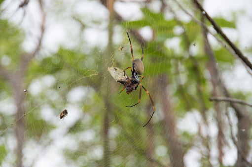Golden Orb weaver devouring a Cicada caught in its web on an overcast day. Shot taken on Mt Tibrogargan in southeast queensland.