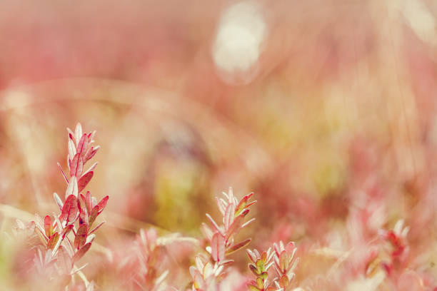 istock Cranberry plant foliage 1059150330