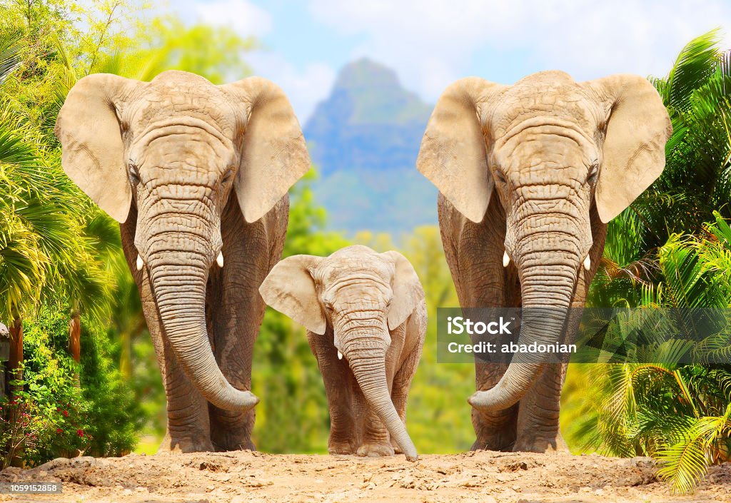 African Bush Elephants - Loxodonta africana family walking on the road in wildlife reserve. Greeting from Africa. Elephant Stock Photo