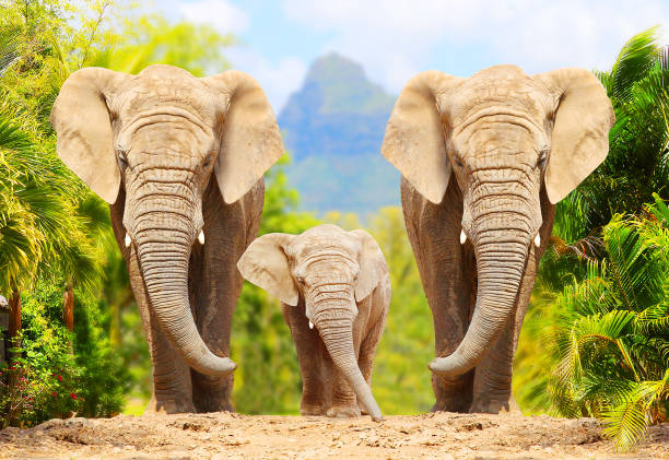 African Bush Elephants - Loxodonta africana family walking on the road in wildlife reserve. Greeting from Africa. African Bush Elephants - Loxodonta africana family walking on the road in wildlife reserve. Greeting from Africa. kruger national park photos stock pictures, royalty-free photos & images