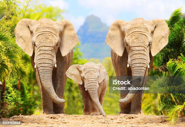 African Bush Elephants Loxodonta Africana Family Walking On The Road In Wildlife Reserve Greeting From Africa Stock Photo - Download Image Now