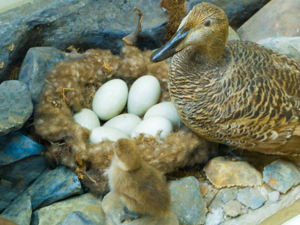 istock A bird with a chick sitting near a nest with eggs 1059153286