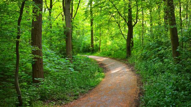 istock Walkway in a green Spring beech forest in Leuven, Belgium 1059153472