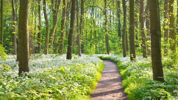 istock Walkway through a spring forest with blooming white flowers. Wild garlic (Allium ursinum) in Stochemhoeve, Leiden, the Netherlands 1059155728