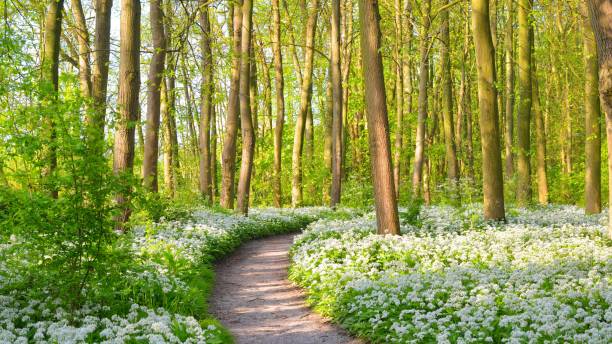 istock Walkway through a spring forest with blooming white flowers. Wild garlic (Allium ursinum) in Stochemhoeve, Leiden, the Netherlands 1059155732