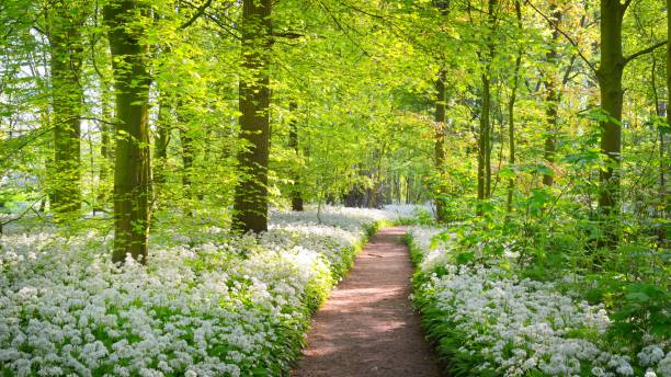 istock Walkway through a spring forest with blooming white flowers. Wild garlic (Allium ursinum) in Stochemhoeve, Leiden, the Netherlands 1059155740