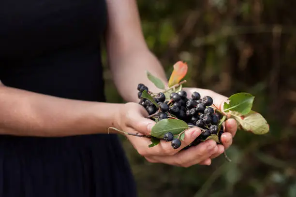 Woman hands holds chokeberry in garden. close-up view. aronia berry. Summer or autumn postcard.