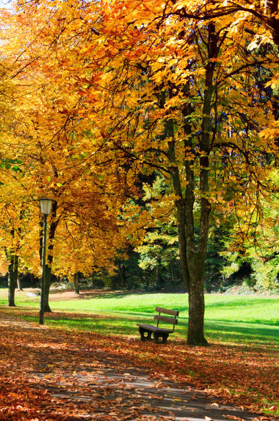 istock Bench in the park on a sunny day. Autumn landscape. 1059156394