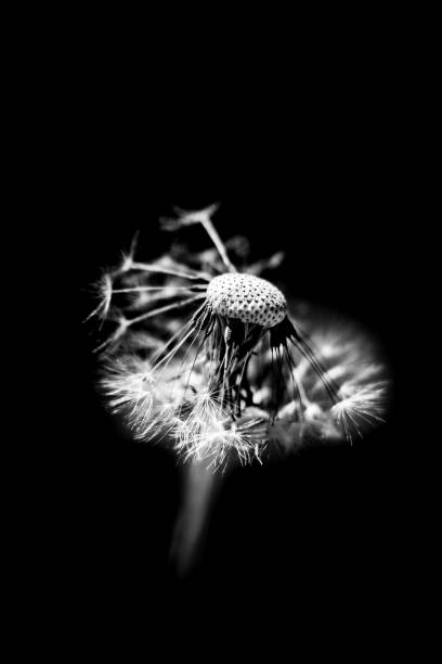 istock Collection of Photos 1059157104
