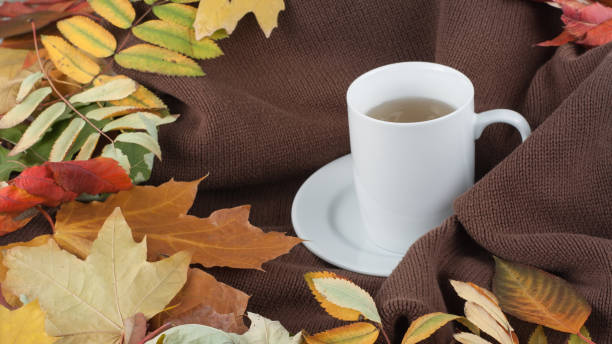 istock Colorful autumn leaves 1059159152