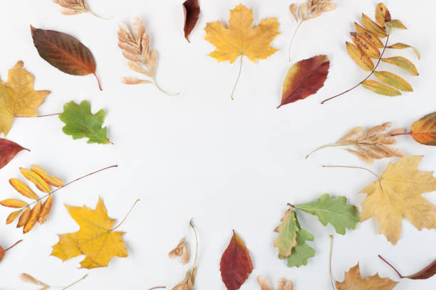 istock Colorful autumn leaves Copy space for text. Top view. 1059159250